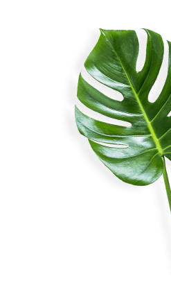leaf photo