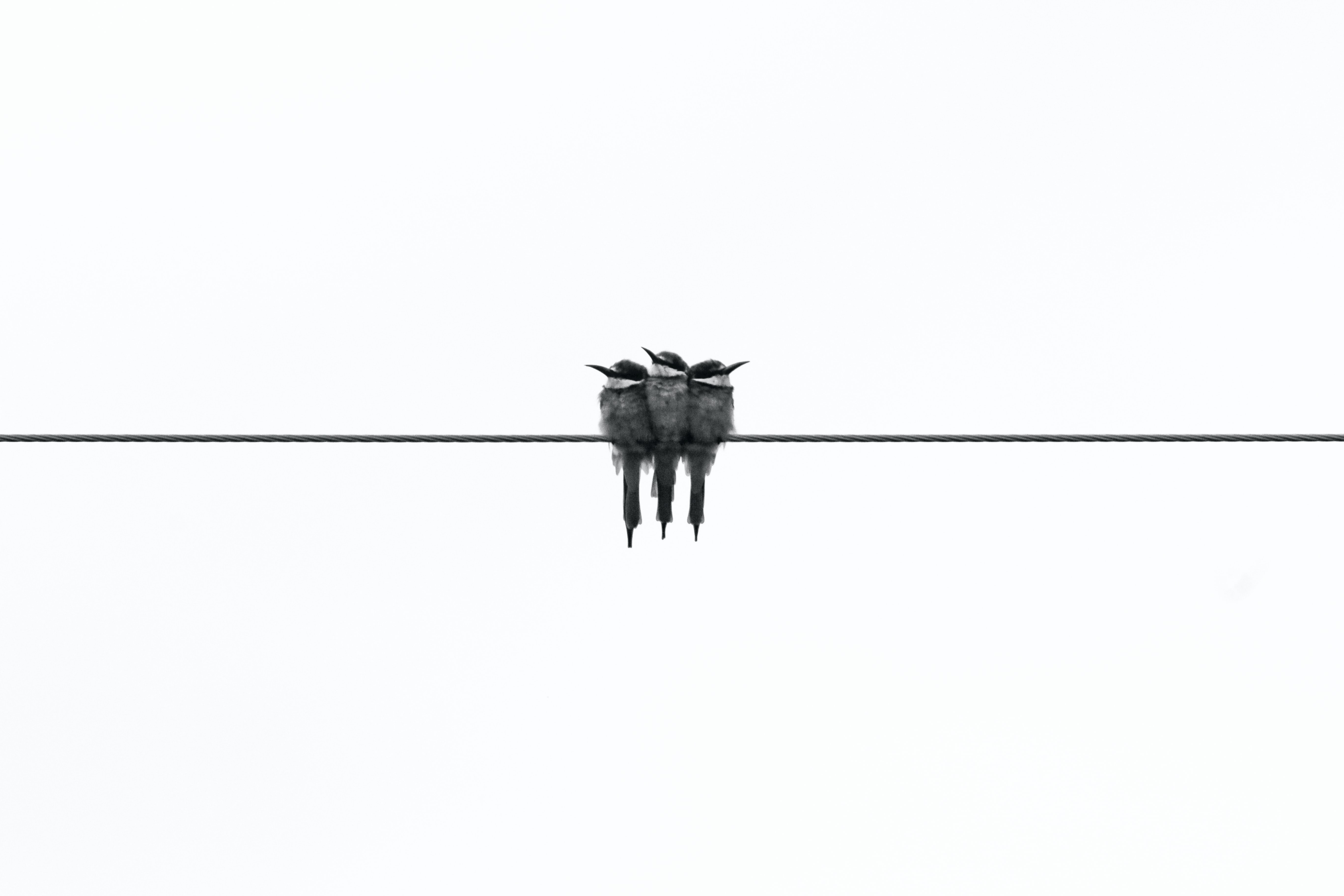 bird photo