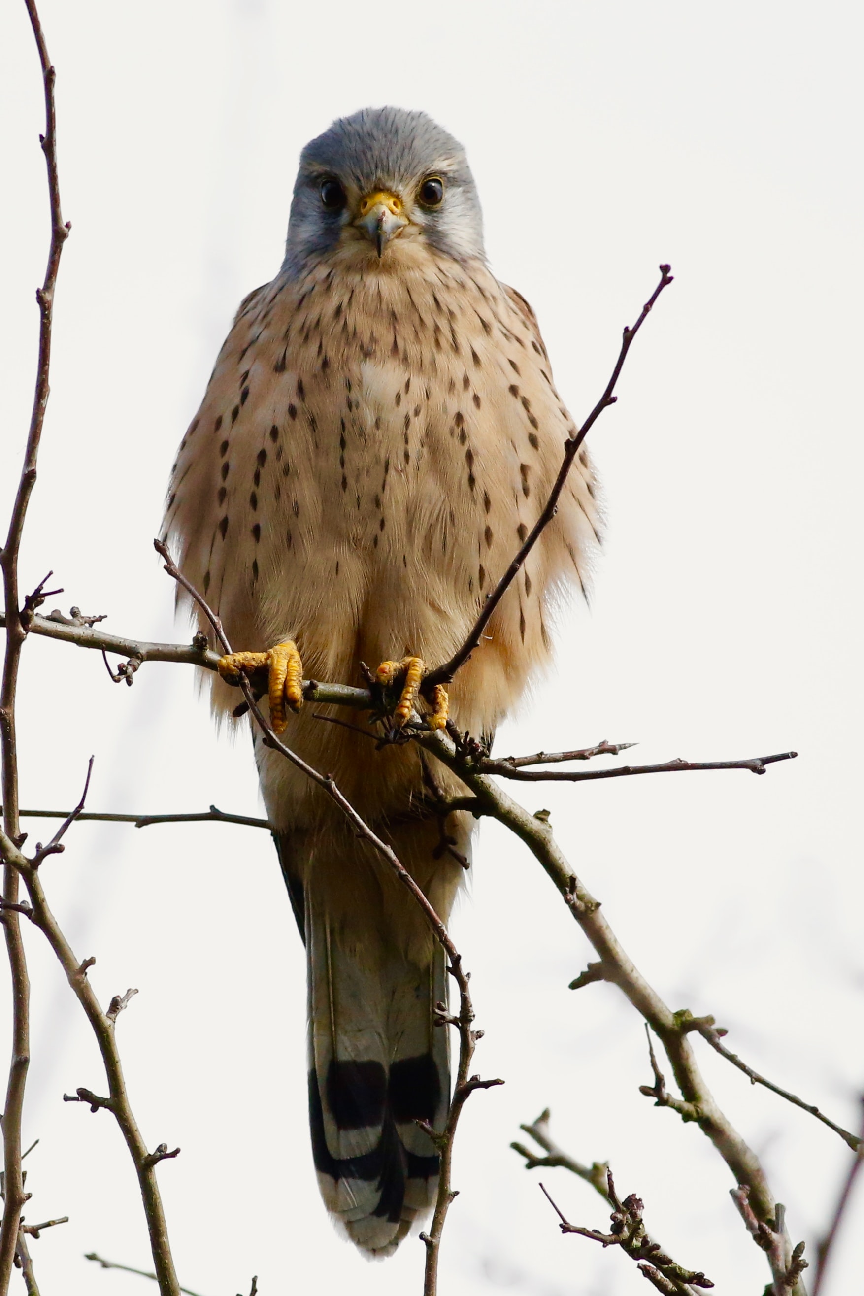 bird picture